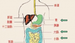 消化科常见疾病诊治