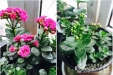 院团委开展第五届绿色植物养护活动