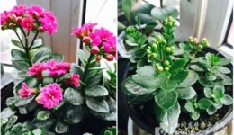 院团委开展第五届绿色植物养护活动