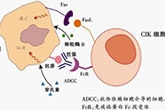 淋巴细胞去除术治疗重症自身免疫疾病