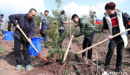 院党委组织职工参加龙泉山城市森林公园植树添绿活动