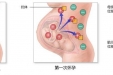 抗-D与Rh相关新生儿溶血病的故事