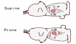 来来来，趴趴兔教你做俯卧位通气啦！