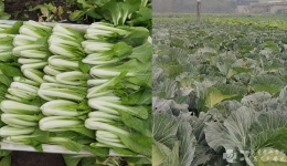 营养科食材调研组到配送中心和种植基地开展调研