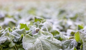 寒冬限定！霜打菜为啥越冻越甜？营养还升级？